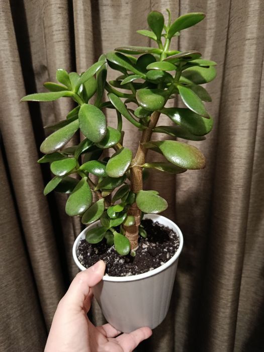 Кімнатні доглянуті,домашні рослини для дому,офісу