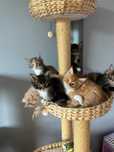 Kotka Maine Coon