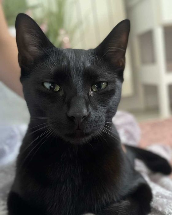 Setúbal / Margem Sul / Lisboa — BROWNIE, gatinho para adoção *