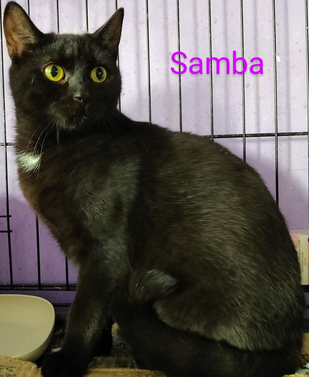 Młoda koteczka Samba do pilnej adopcji