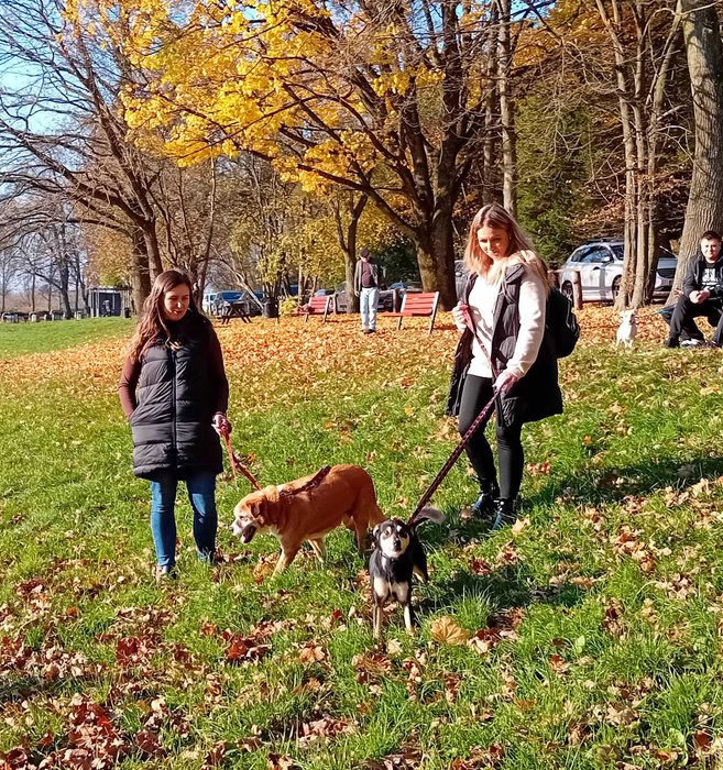 IVA - 11kg, 2 latka, łagodna, lubi koty, cudowna {FILMIKI}