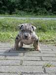 American    Bully XL