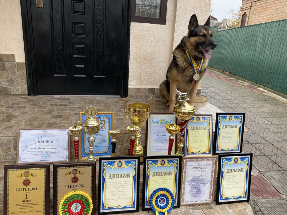 Цуценята німецької вівчарки