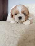 OKAZJA! Śliczny piesek Shih Tzu szuka domu (RODOWÓD/SZCZEPIENIA)