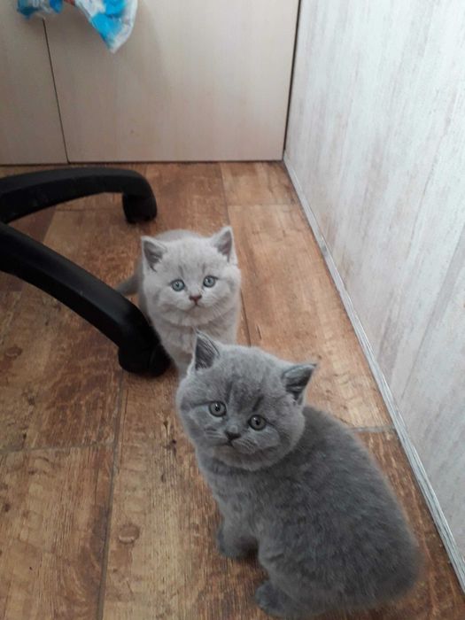 Шотландский прямоухий кот приглашает на вязку