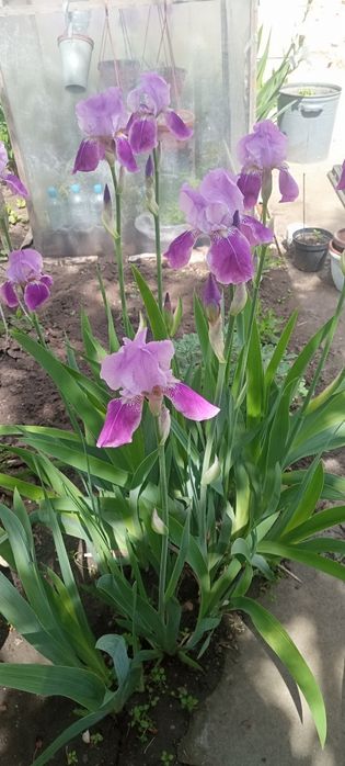 Продам саженцы растений