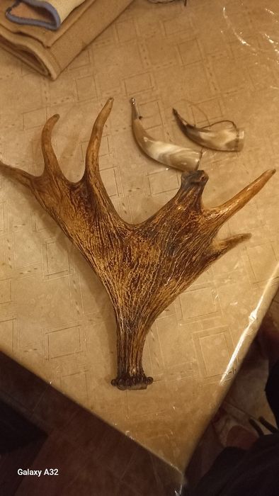 Рогі для декору, лаковані