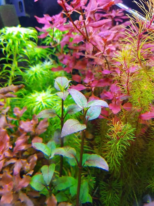 Roślina Akwariowa Acmella repens sadzonki z podwodnej uprawy wysyłka