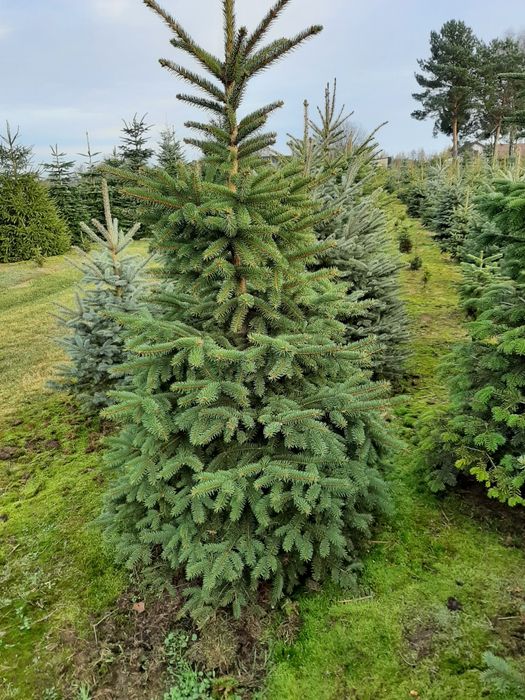 Sprzedaż choinek świerk kłujący, jodła kaukaska. Sprzedaż stroiszu .