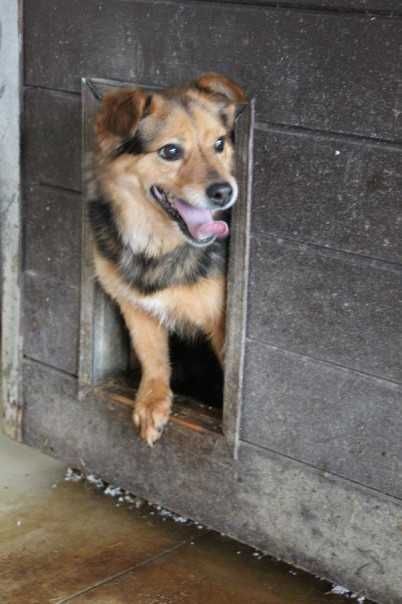 078042 Zira tylko odpowiedzialna adopcja.