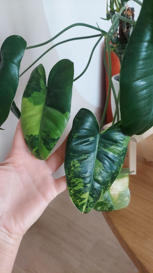 Philodendron burle marx variegata