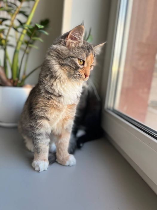 Ніжна кішечка в родину