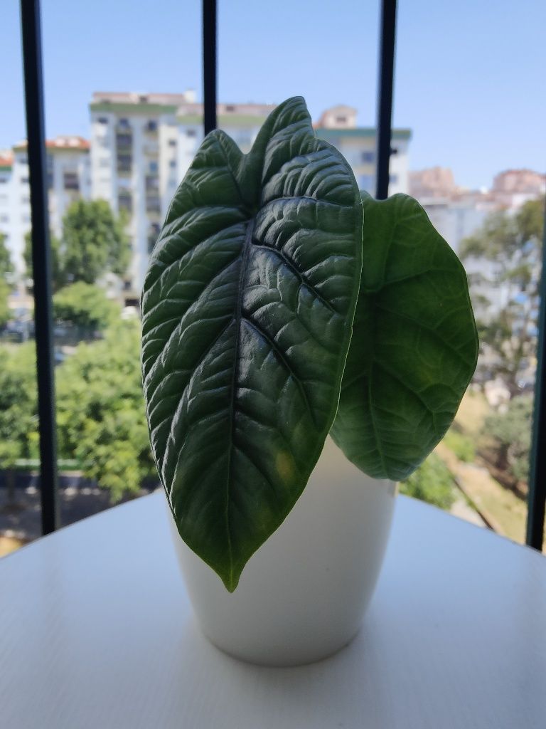 Alocasia sinuata // planta interior