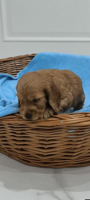 Piesek z  rodowodem. Cocker spaniel angiel