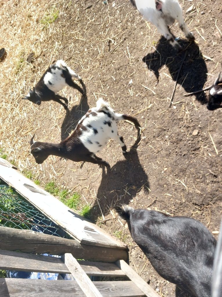 Vendo Rebanho de Cabras e Bodes Reprodutores – 4 Animais em Excelente