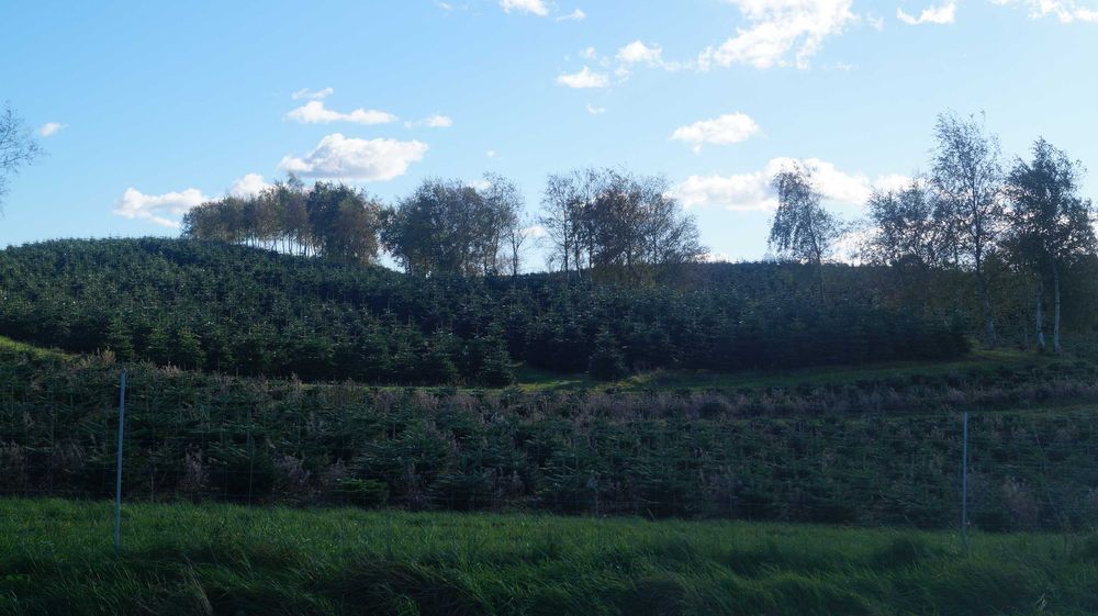 Jodła kaukaska choinki Cięta Doniczka 55 zł!!! Zapraszam!!!