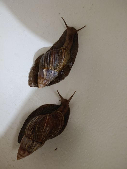 гігантський африканський равлик(улитка) ахатина-14см.450(за3шт)