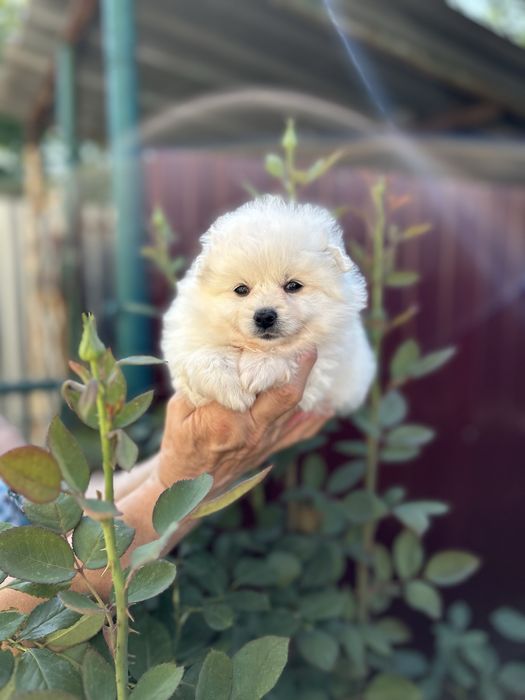 Милые малыши 1,5 месяца