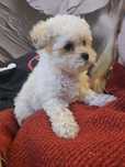 Bichpoo suczka , bichon fris I pudel toy.