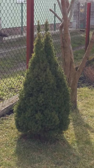 Смарагд Туя 0,5-2м,ялівець козац,коніка,самшит,хризантеми