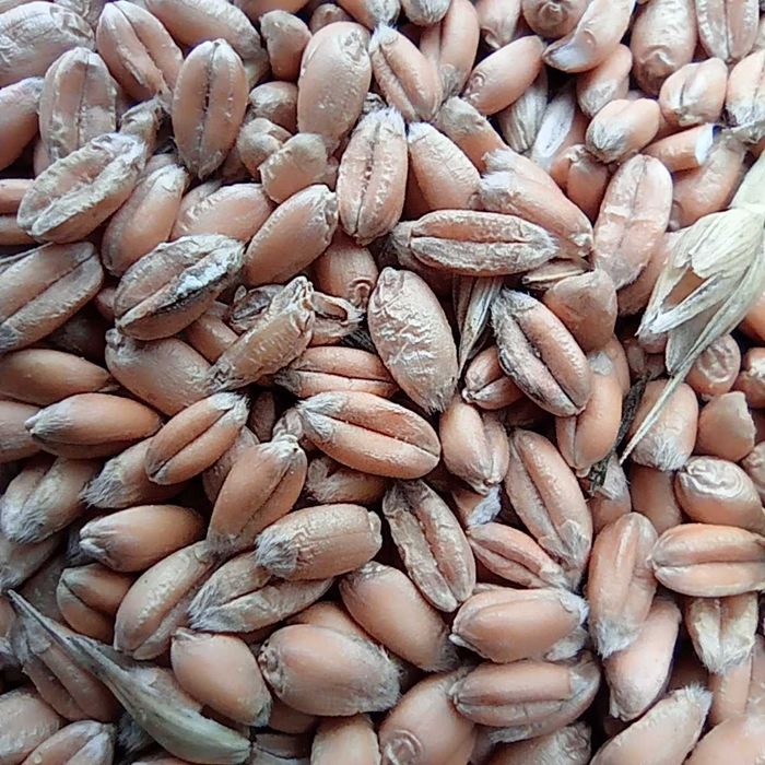 Продам пшеницю озимо-яра  (дворучка) ячмінь (ярий) із під комбайна