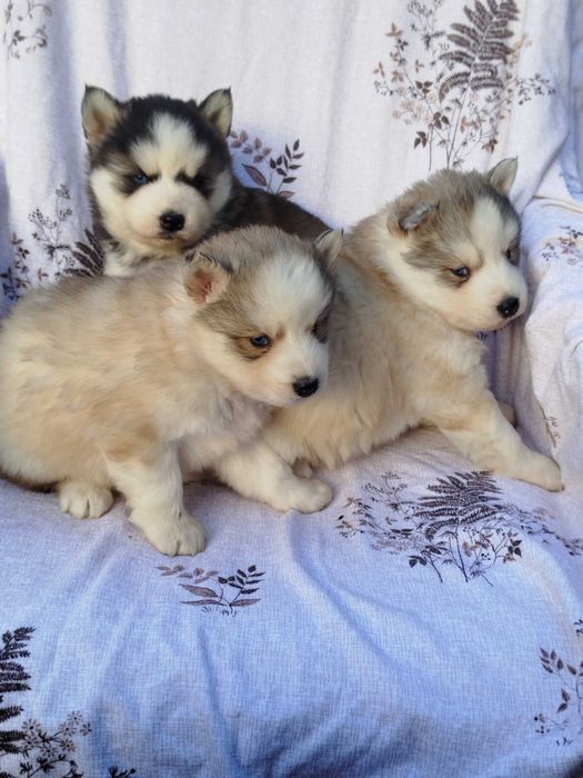 Siberian Husky suczka tel.-5.7.5.3.0.2.0.3.9.