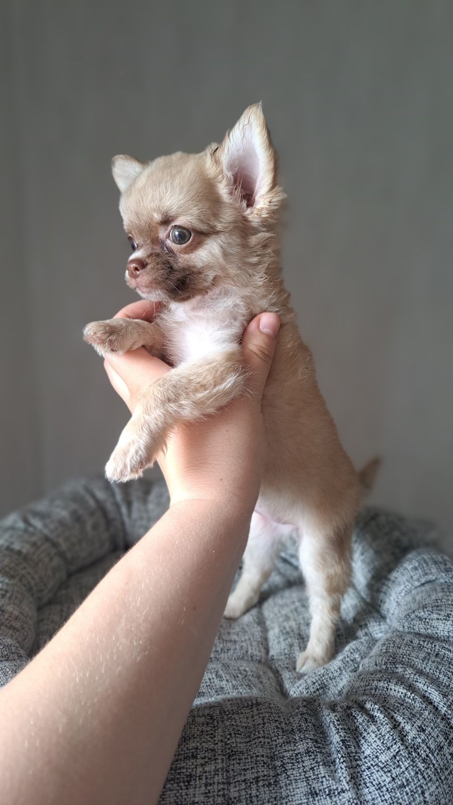Chihuahua długowłosa suczka płowa piękna laleczka