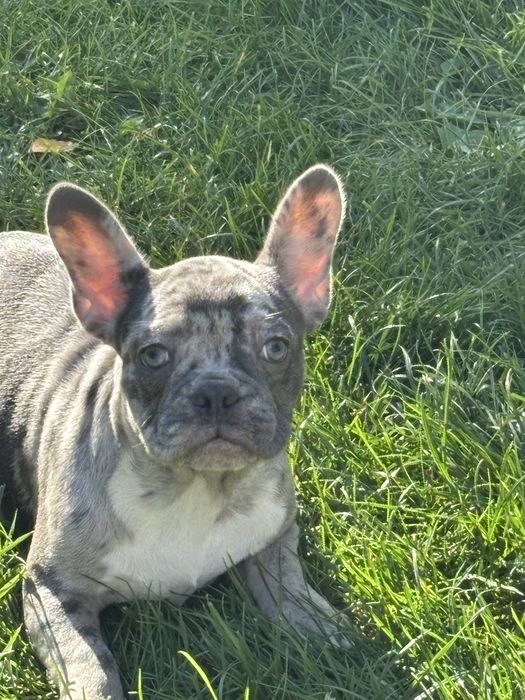 Buldog  francuski dziewczyna