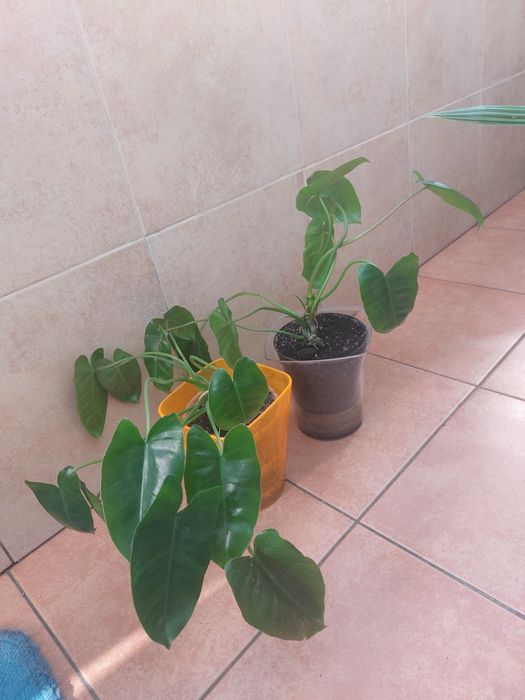 Рослина філадендрон "Бурлемакс "