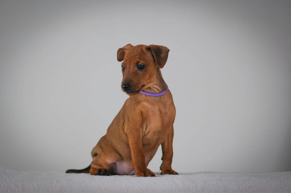 Щенки цвергпинчер