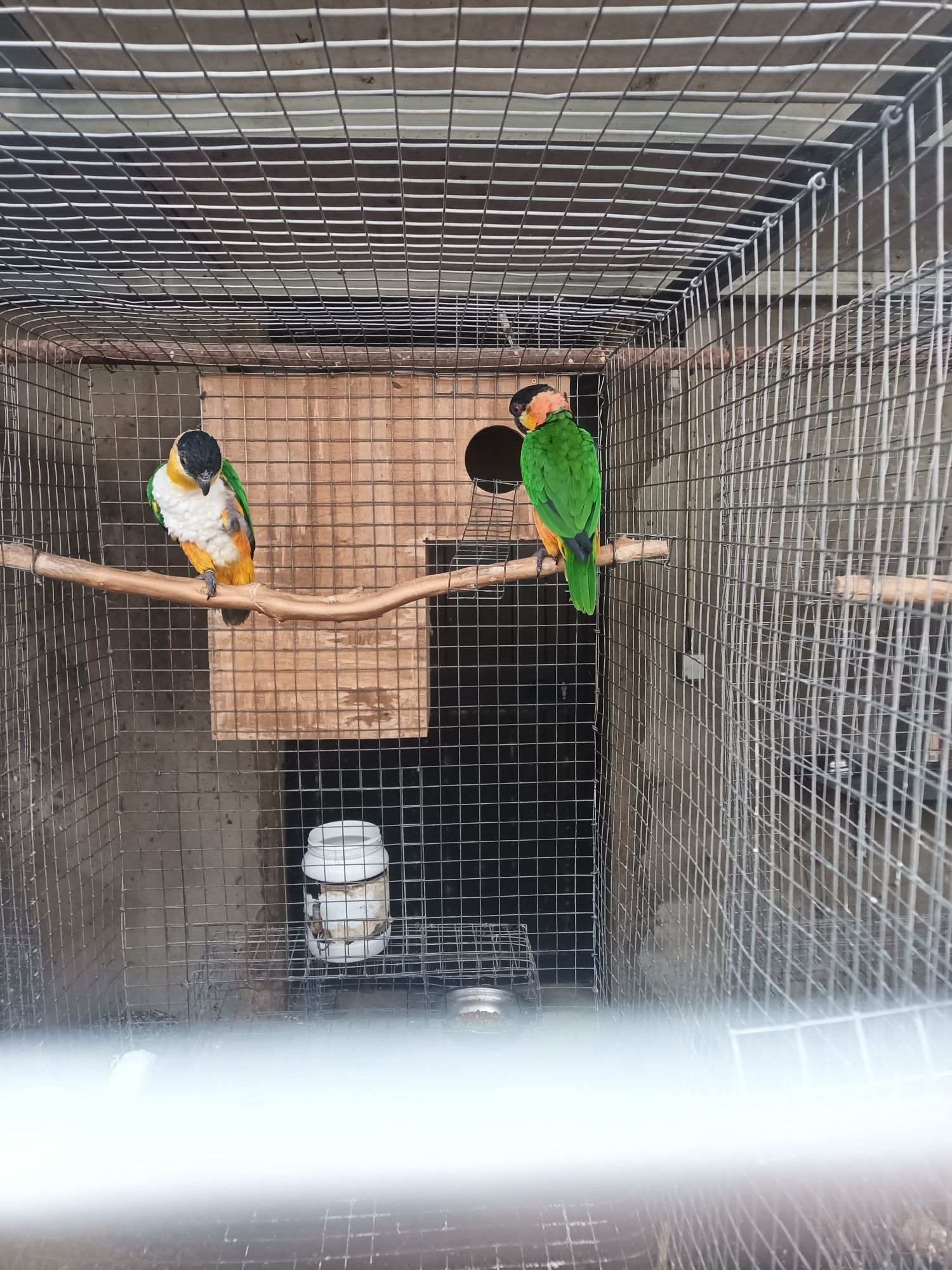 Marianinhas cabeça preta e laranja