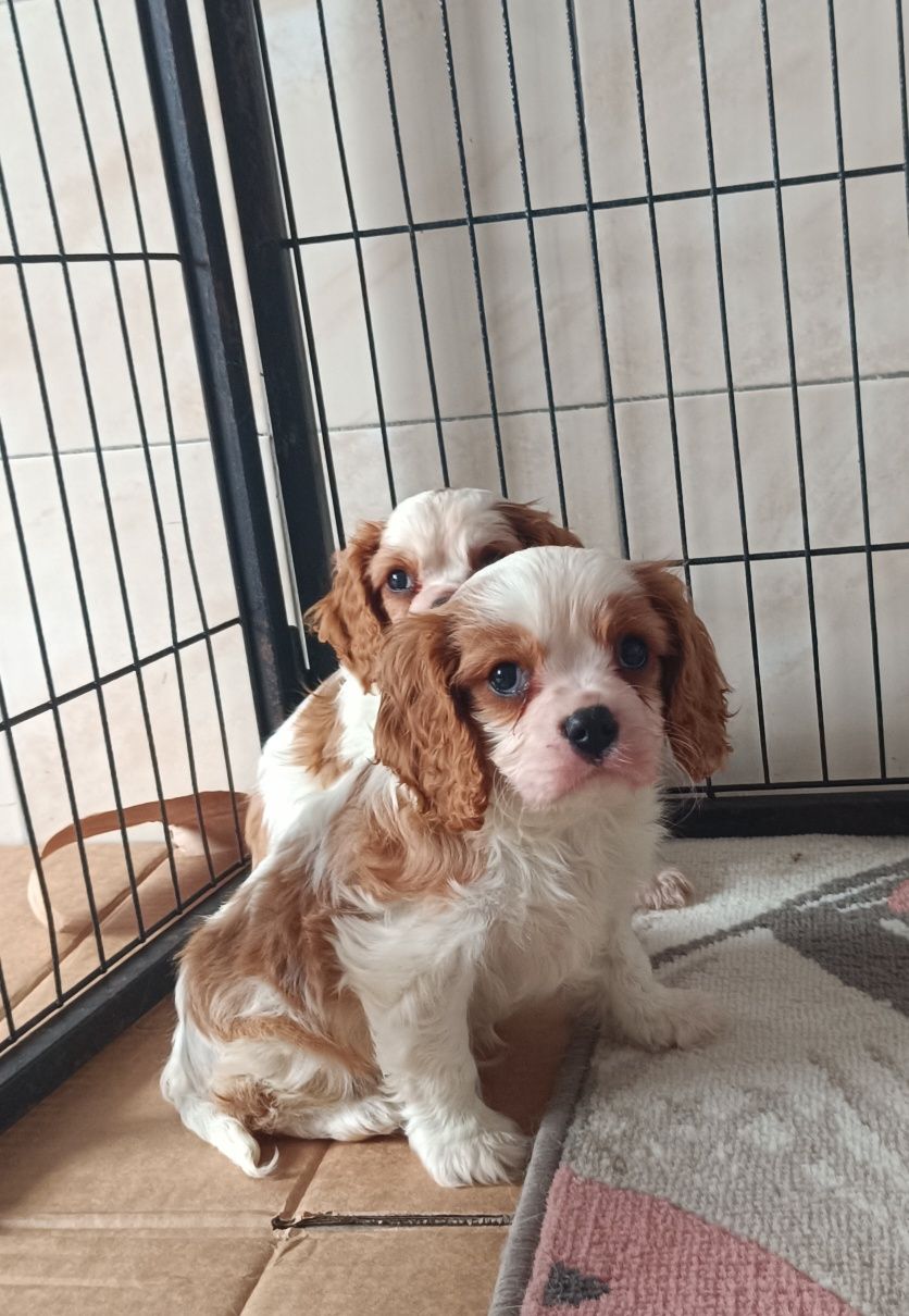 Cavalier King Charles Spaniel ZKwP FCI szczenię