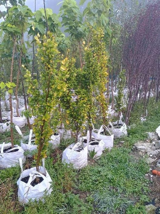 Sprzedaż drzew , Klon, rubinia, brzoza, katalpa, buk