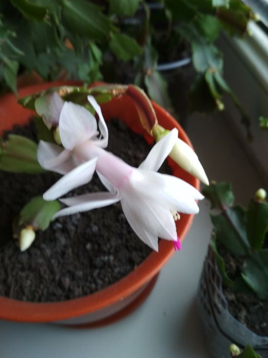 Рождественник Шлюмбе́ргера, Зигокактус