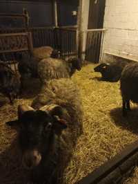 Owce wrzosówki gospodarstwo ekologiczne