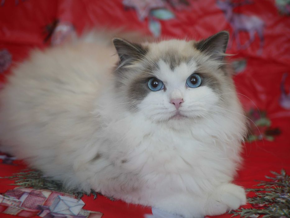 Ragdoll kotka Diana możliwa opcja hodowlana po Championie ,FPL