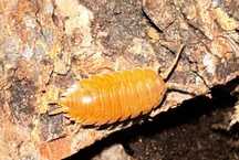 Porcellio Laevis "Orange" isopody 20szt. + Ogrzewacz
