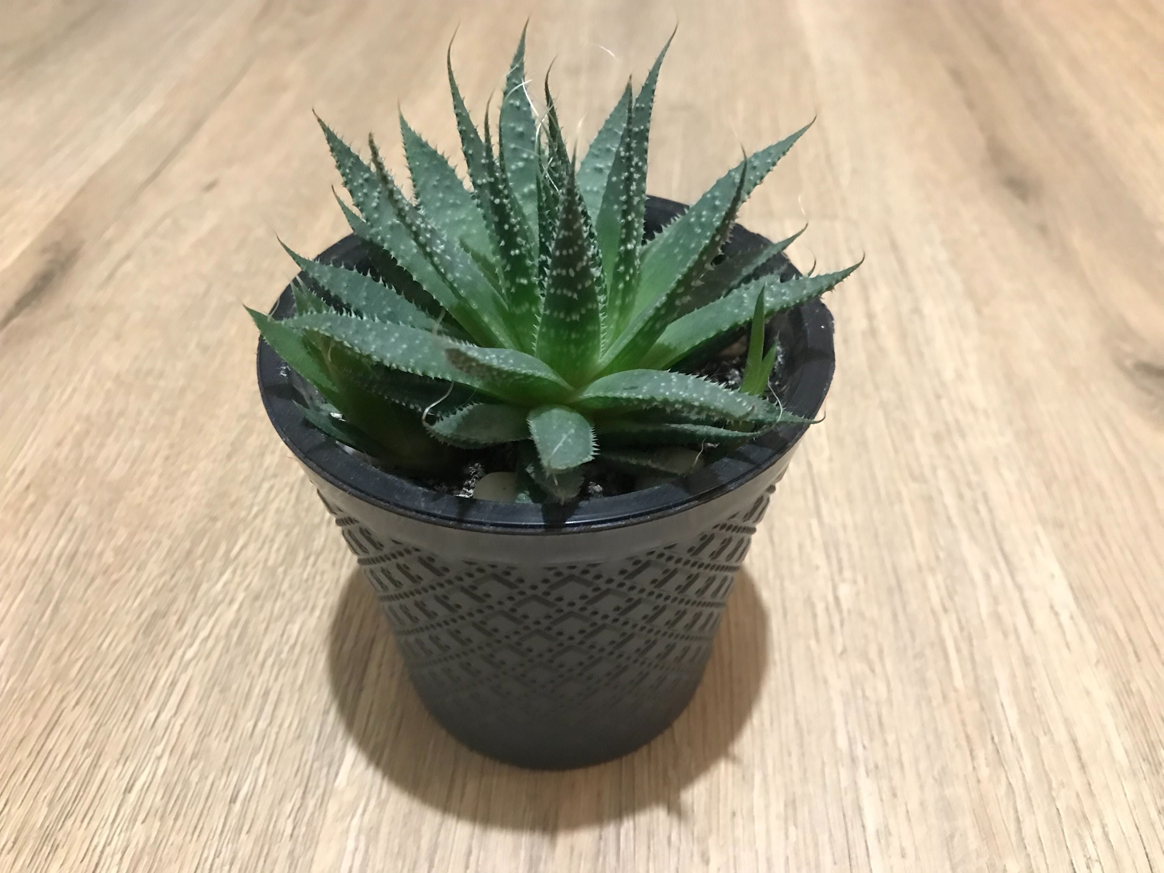 Алое остисте (Aloe aristata)