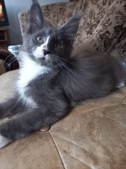 Kocurek Maine Coon
