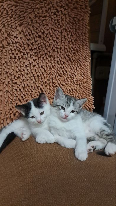 Отдам котят бесплатно