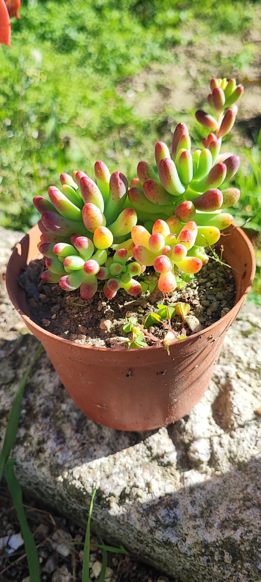 Planta suculenta