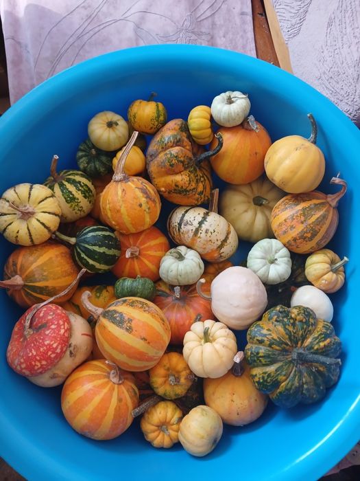 Декоративні гарбузики, гарбуз, тиковки (тыква), осінній декор
