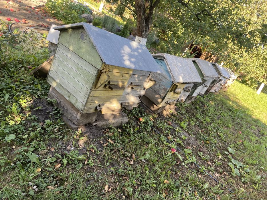 Продам пасіку 11 робочі вулики + медогонка