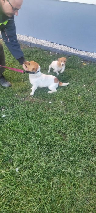 Jack Russell terrier