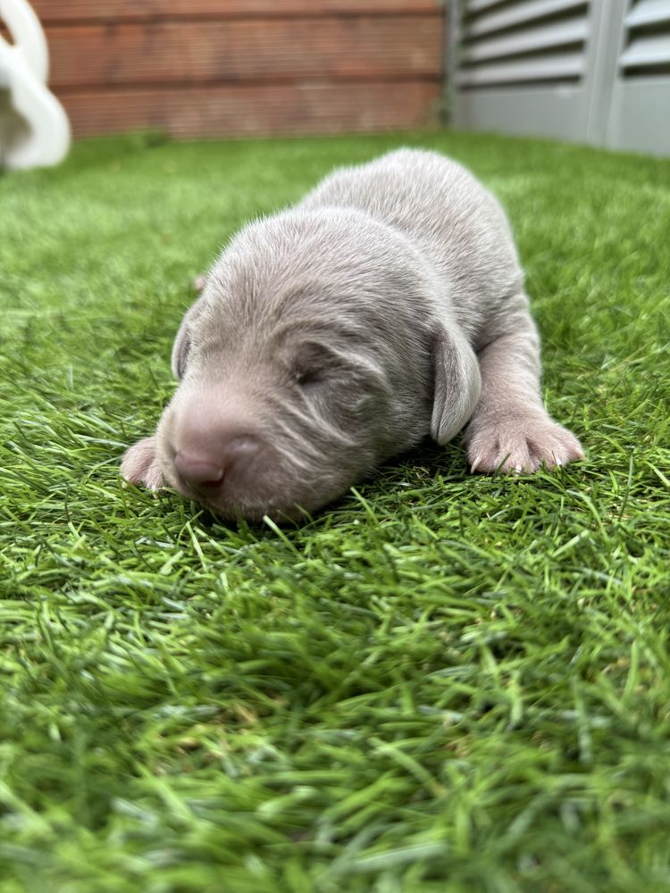 Braco Weimaraner