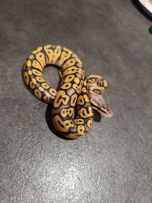 Zbożowe" węże kolorowe