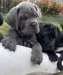 Щеночки-Cane corso