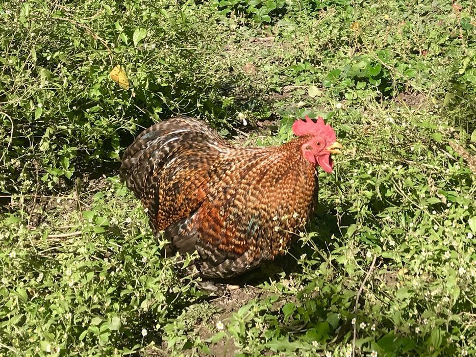 Півник карликовий Кохінхін, яйця