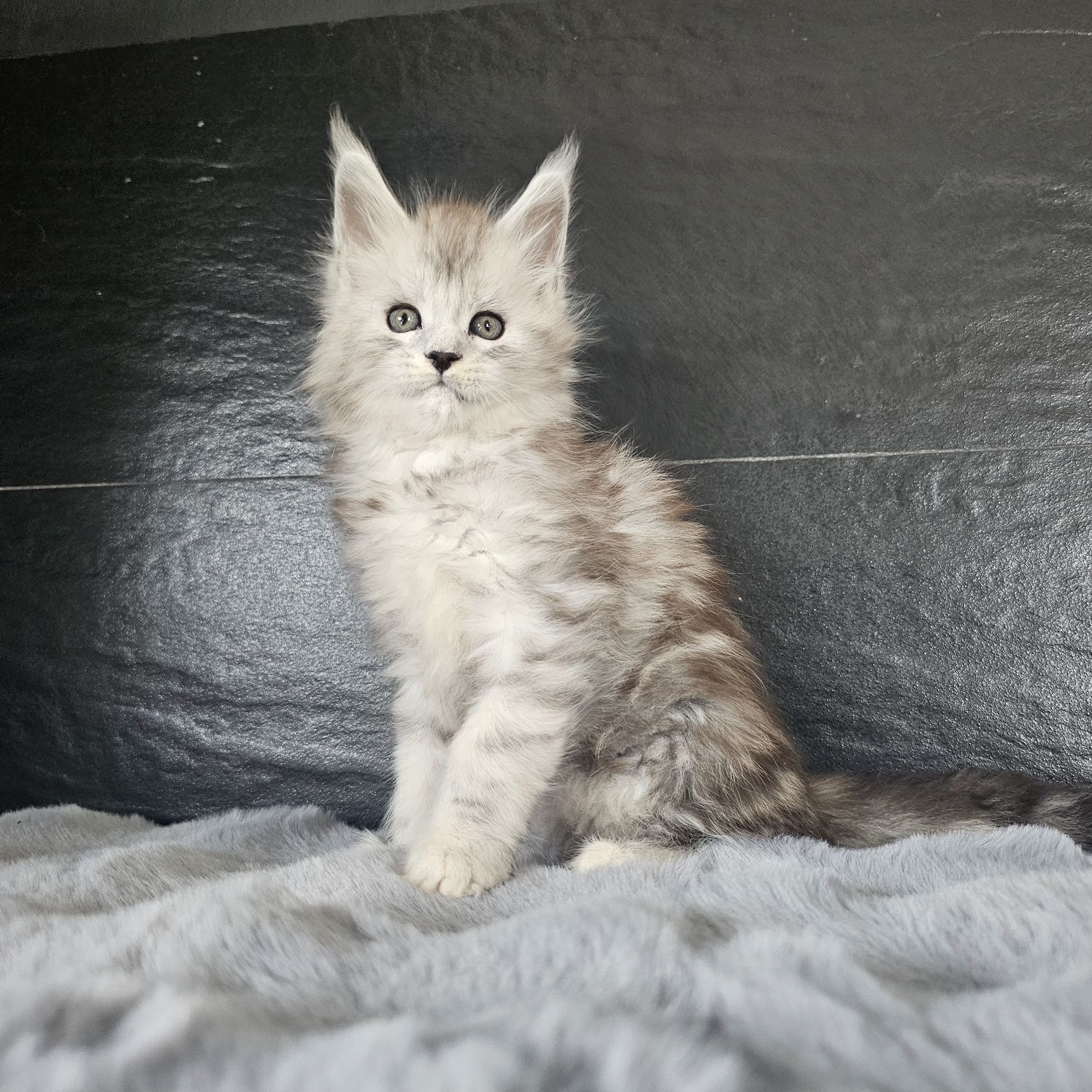 Kocurek Maine coon rodowód fpl FIFe