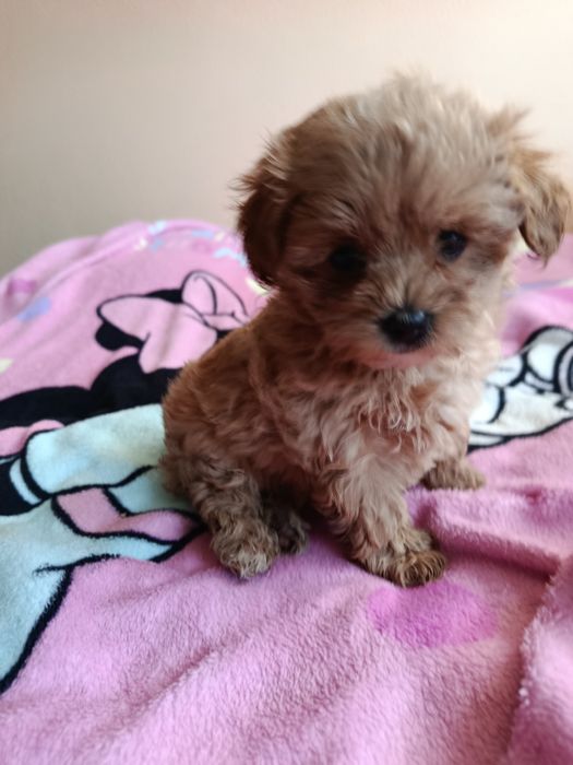 Maltipoo suczka szczeniak